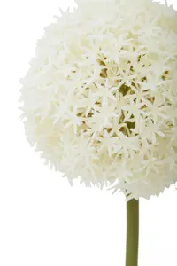 Fiori 72cm Allium Stem Ivory Flower Artificial Plant Foliage