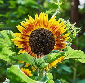 Helianthus annus Sunflower Tiger Eye F1 1 Packet (12 Seeds)