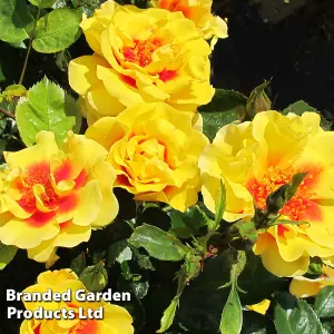 Climbing Patio Rose 'Peter's Persica' 2 Bare Root  Plants