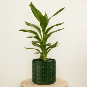 House Plant - Good Luck Plant - Glauca - 12 cm Pot size - 30-40 cm Tall - Cordyline Fruticosa - Indoor Plant