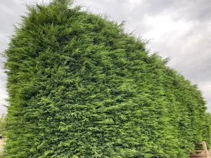 10x Green Leylandii Cupressocyparis Leylandii Hedging Trees 2-3ft Supplied in 2 Litre Pots