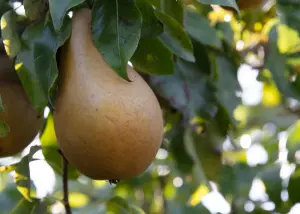 Lincolnshire Fruits Conference Bareroot 7 Litre 1.5m Tree