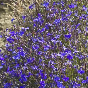 Lobelia Monsoon 1 Seed Packet (650 Seeds)