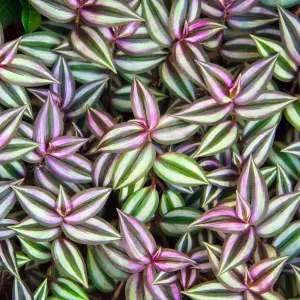 Tradescantia Zebrina - Variegated Houseplant with Colourful Foliage, Home Office Plant in 12cm Pot (15-25cm Height Including Pot)