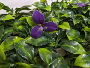 Best Artificial Laurel Leaf Purple Flower Hedging Mat - 50cm x 50cm (20" x 20") UV Stable