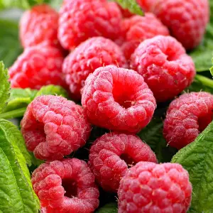 6 x Raspberry Tulameen Bare Root Canes - Grow Your Own Fresh Raspberries