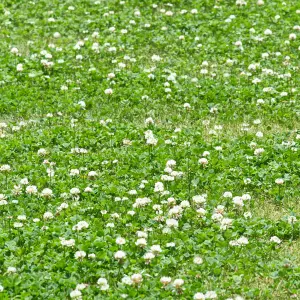 Wild White Clover Flower Seeds for Lawns and Gardens (100 grams)