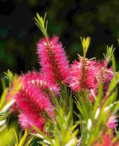 Callistemon viminalis Hot Pink - Bottlebrush plant - supplied in a 9cm pot