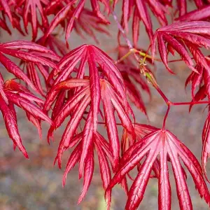 Acer Trompenburg - Japanese Maple, Outdoor Plant, Ideal for Gardens, Compact Size (50-70cm Height Including Pot)