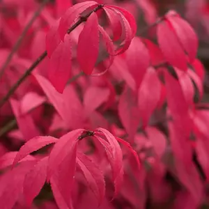 Euonymus alatus Unforgettable Fire (HAYMAN) 9cm Potted Plant x 2