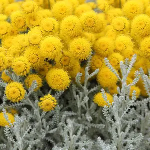 Santolina Chamaecyparissus Garden Plant - Silvery Foliage, Bright Yellow Flowers, Compact Size (20-30cm Height Including Pot)