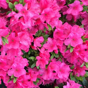 Azalea Anne Frank - Evergreen Shrub, Spring Blooms (20-30cm Height Including Pot)