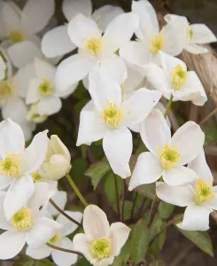 Clematis montana duo - 1 pink, 1 white - supplied in 2Lpots with cane