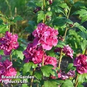 Hibiscus syriacus French Cabaret Red 9cm Pot x 1