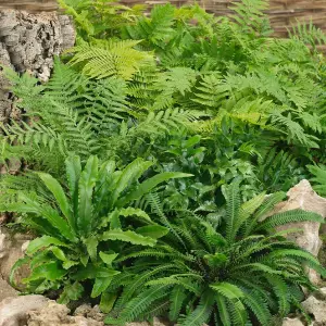 3 x Fern Plant Mix in 9cm Pots - Ready to Plant Outdoor Ferns - Mixed Varieties