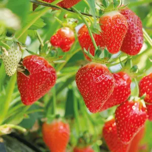 Strawberry Flamenco - Outdoor Fruit Plants for Gardens, Pots, Containers (9cm Pots, 10 Pack)