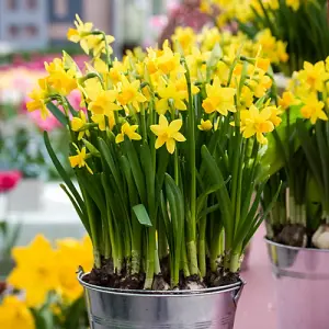 25 x Tete a Tete daffodil Bulbs - Dwarf Daffodil Bulbs - Narcissus Bulbs - Spring Bulbs for Planting Now