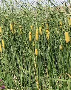 Lincolnshire Pond Plants Ltd Marginal Plants - Pond Plants (Typha Laxmannii)  - 3x 3 Litre Plants