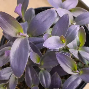 2 x Tradescantia Pallida Purple Heart Indoor Plant in 12cm Pot - Trailing House Plant with Eye Catching Foliage - Easy to Care For