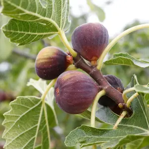 Ficus Fig Tree Mix x3 Plants - Varieties Like Brown Turkey - Rouge De Bordeaux