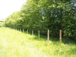 5 Italian Alder Hedging 2-3ft ,Alnus Cordata Trees.Very Quick Wind Break Hedge 3FATPIGS