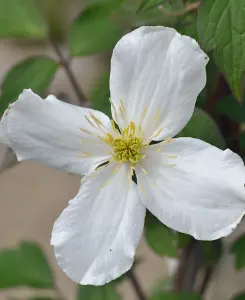 Clematis Montana grandiflora - supplied in 2L pot with cane