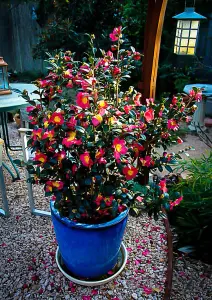 Camellia Yuletide in 2 Litre Pot - Gift Wrapped with Festive Red Bow