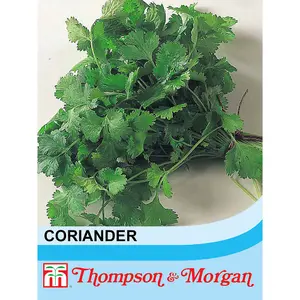 Herb Coriander 1 Seed Packet (50 Seeds)