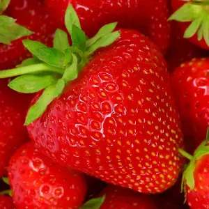 Fragaria Honeoye Strawberry Plant - Sweet and Tangy Berries, Compact Growth (15-30cm Height incl Pot)