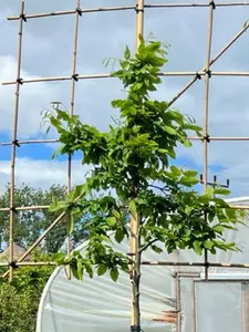 Hornbeam Pleached Tree with Staking Kit - 80cm Stem and 8cm Girth