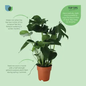 Verve Monstera in Plastic Grow pot 19cm