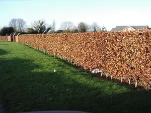 25 Green Beech Hedging Plants, Fagus Sylvatica Trees, 30-50cm,Copper in Winter 3FATPIGS