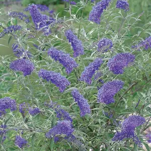 Buddleia Nanho Blue Garden Shrub - Fragrant Lilac-Blue Blooms, Attracts Butterflies (10-30cm Height Including Pot)