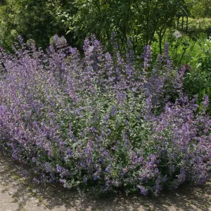 Six Hills Giant Catmint Perennials Flowering Plants Nepeta 2L Pot