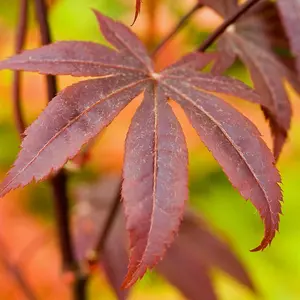 Acer Palmatum 'Bloodgood' - 3 Litre Potted Plant x 1 - Hardy Perennial