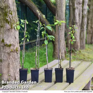 Potted Mini Fruit Tree Collection, Apple, Pear, Cherry, Plum Ideal for Small Gardens & Patios, Easy to Grow, 5 x Potted Plants