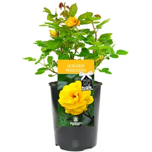 Golden Wedding 50th Anniversary Yellow Rose - Outdoor Plant, Ideal for Gardens, Compact Size