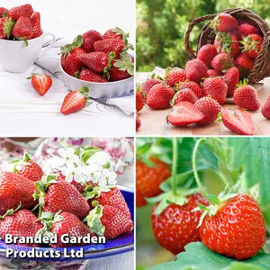 Grow Your Own Fruit  Strawberry Collection 48 Bare Roots