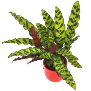 Calathea Insignis - Exquisite Foliage, Indoor Houseplant (14cm, 40-50cm)