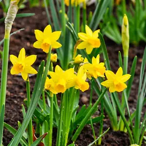 25 x Tete a Tete daffodil Bulbs - Dwarf Daffodil Bulbs - Narcissus Bulbs - Spring Bulbs for Planting Now