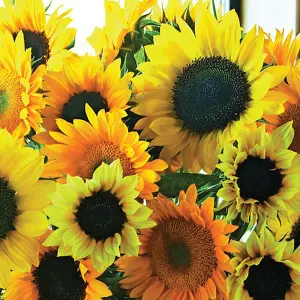 Helianthus Van Gogh 1 Packet (20 Seeds)