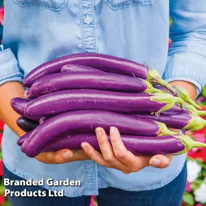 Aubergine Violet Knight F1 1 Seed Packet