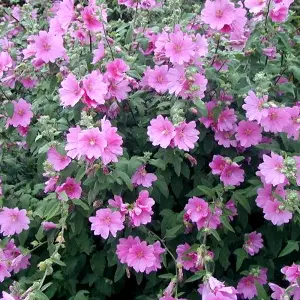 Lavatera Rosea Garden Plant - Pink Blooms, Compact Size (20-30cm, 3 Plants)