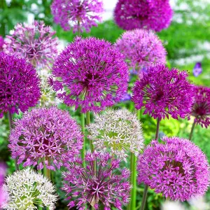 Allium Mixed Flowering Bulbs - Diverse Blooms (250 Pack)