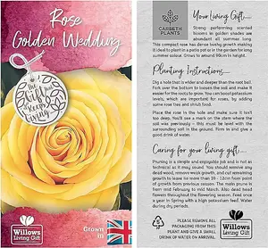 Golden Wedding Rose - 50th Anniversary Rose Bush - Gift Wrapped Golden Anniversary Rose