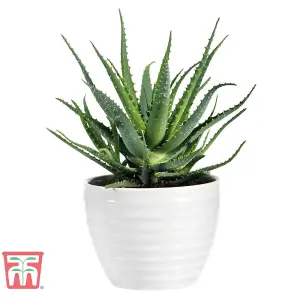 Aloe Vera 10.5cm Potted Plantx 3 + Incredi Houseplant Drip Feeder 30ml Bottle 1 Unit x 3