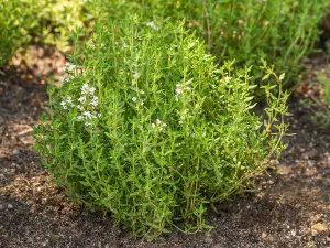 Thyme Herb Plant in 14cm Pot - Thymus for Culinary Use