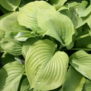 Sum And Substance Plantain Lily Perennials Flowering Plants Hosta 2L Pot