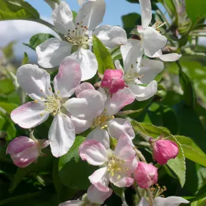 Malus Gorgeous Tree - Crab Apple Tree, Pinkish-White Spring Blossoms, Low Maintenance (5-6ft)