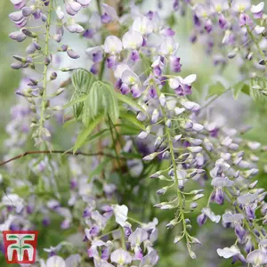 Fragrant Wisteria Prolific - 1.5 Litre Potted Plant x 2 - Hardy Shrub - Loved by Pollinators - Climbing Plant